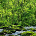 Få en grønnere hverdag med disse miljøvenlige naturplakater