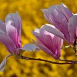 Forsythia: En naturlig kilde til sundhed og velvære