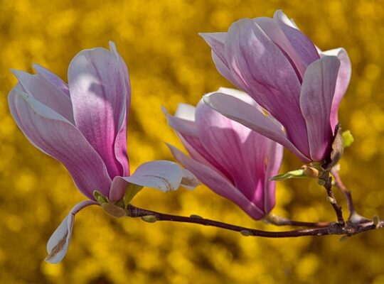 Forsythia: En naturlig kilde til sundhed og velvære