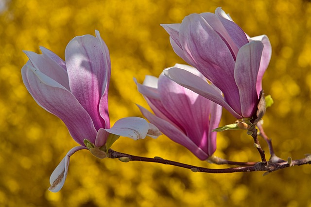 Forsythia: En naturlig kilde til sundhed og velvære