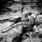 Dinosaurskolen: Lær om dinosaurens verden gennem legetøj og plakater