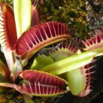 Dulcolax: Eksperters anbefalinger til optimal fordøjelse