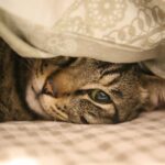 Sådan vælger du den rette bedkant til din seng – en guide fra vidaXL