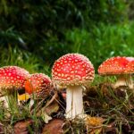 Dronningebuskens giftige egenskaber: Hvordan man passer på kæledyr og børn