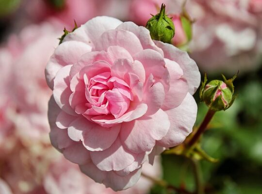 Benvedens botaniske skatte: Opdag de fascinerende egenskaber ved denne plante