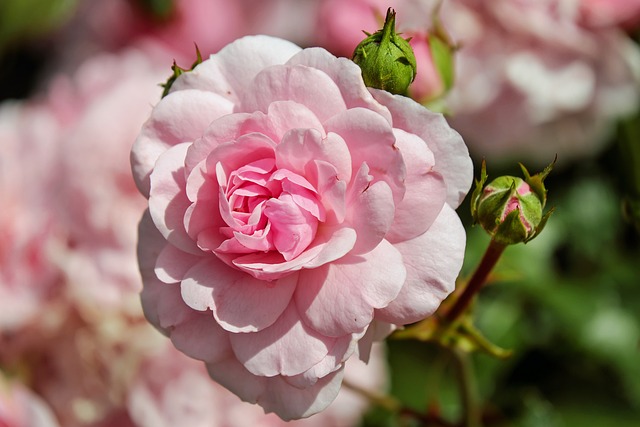 Benvedens botaniske skatte: Opdag de fascinerende egenskaber ved denne plante