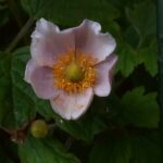 Høstanemone: En smuk og farverig tilføjelse til haven