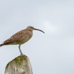 Bølgejern vs. krøllejern: Hvad er forskellen?