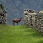 Terrasseskruer vs. søm: Hvad er bedst til din terrasse?