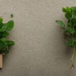 Kapilærkasser i tørre områder: En effektiv måde at reducere vandforbruget på