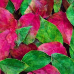 Paletblad: Den perfekte plante til indendørs dekoration