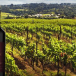 Portvinens sundhedsmæssige fordele: Fakta eller fiktion?